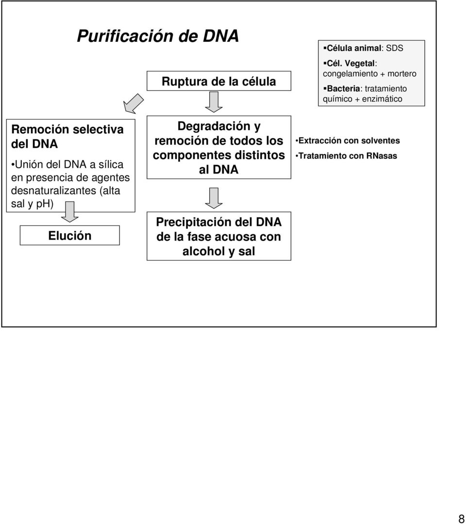 Unión del DNA a sílica en presencia de agentes desnaturalizantes (alta sal y ph) Elución Degradación y