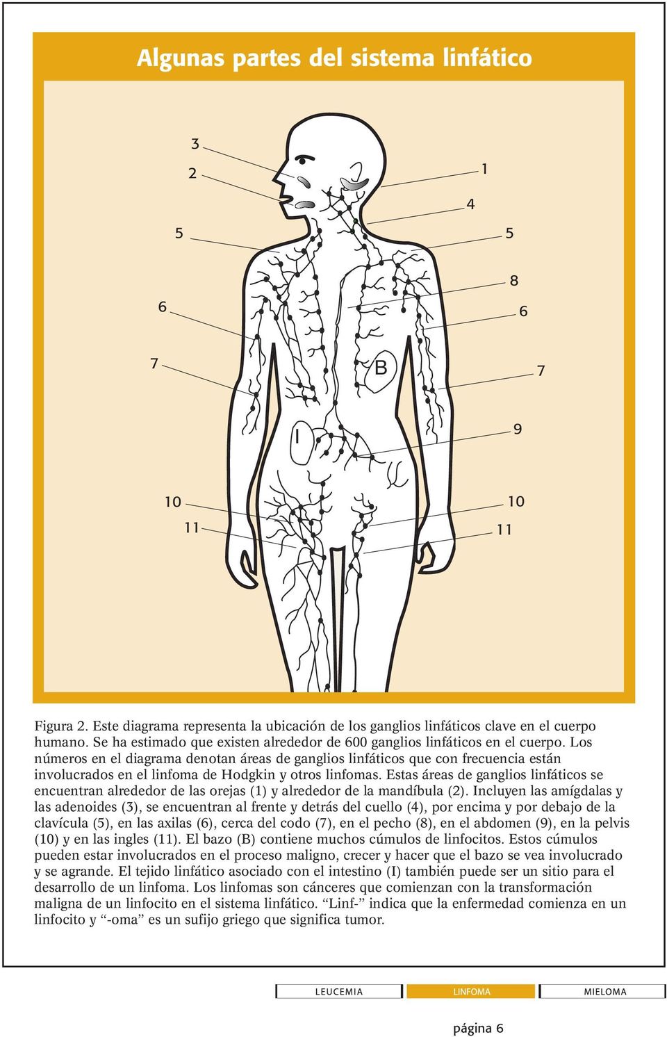 Los números en el diagrama denotan áreas de ganglios linfáticos que con frecuencia están involucrados en el linfoma de Hodgkin y otros linfomas.