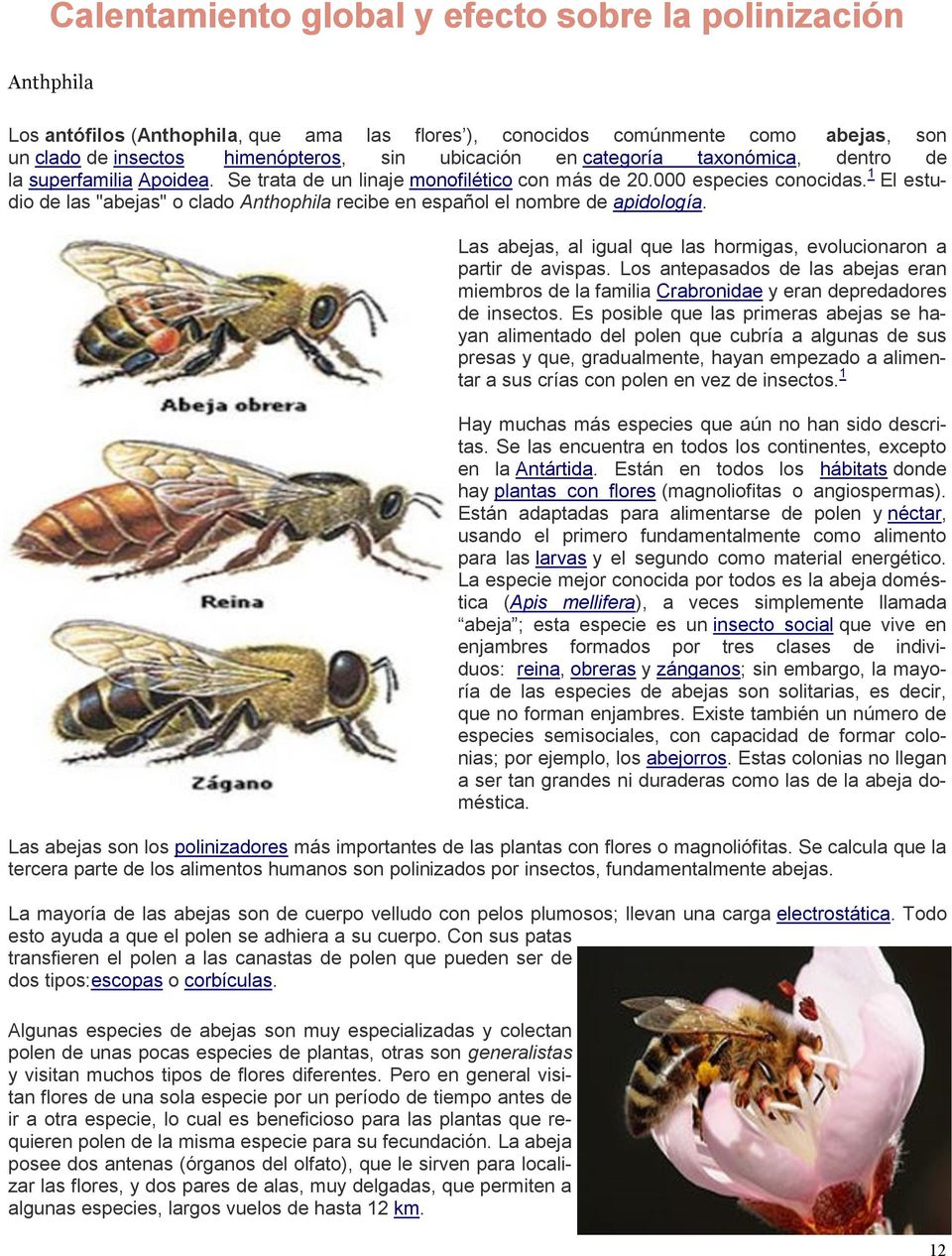 1 El estudio de las "abejas" o clado Anthophila recibe en español el nombre de apidología. Las abejas, al igual que las hormigas, evolucionaron a partir de avispas.