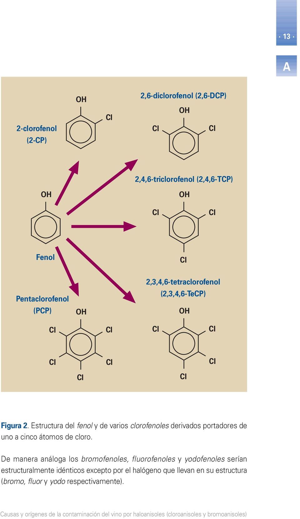 Estructura del fenol y de varios clorofenoles derivados portadores de uno a cinco átomos de cloro.