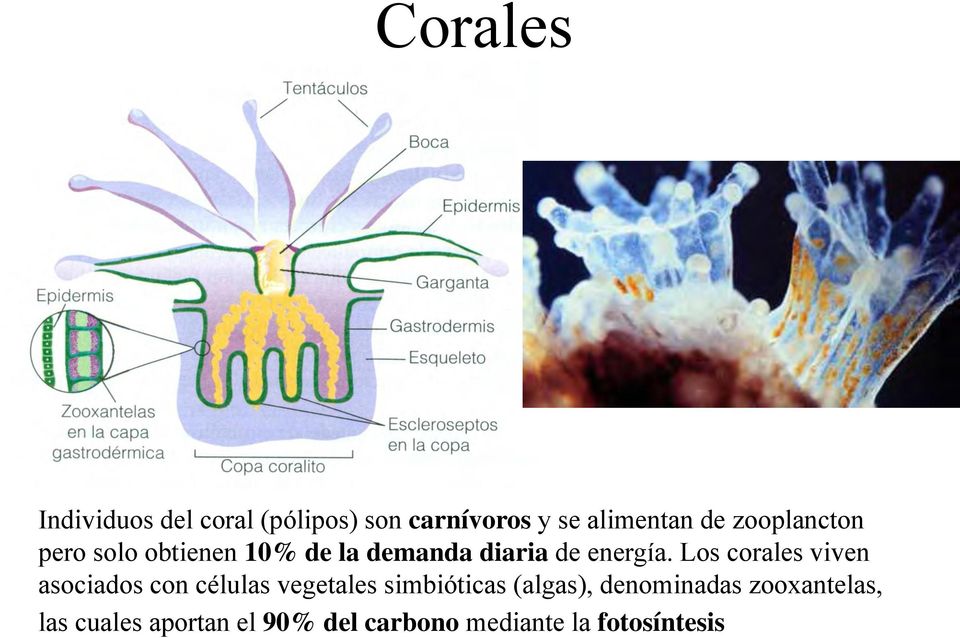 Los corales viven asociados con células vegetales simbióticas (algas),