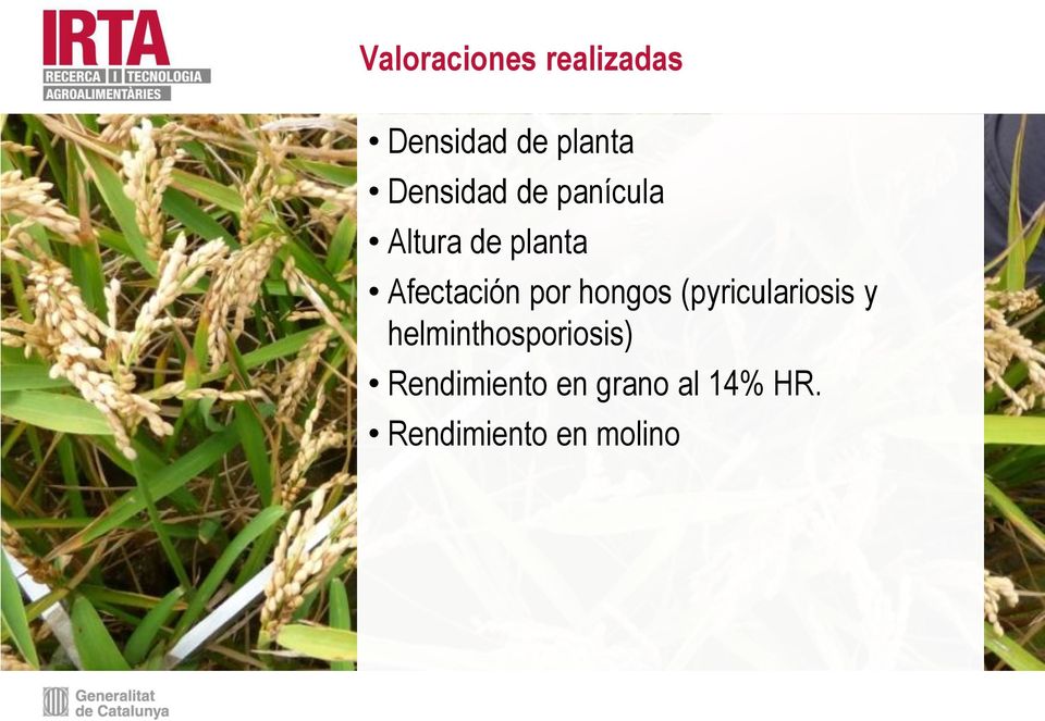 por hongos (pyriculariosis y helminthosporiosis)