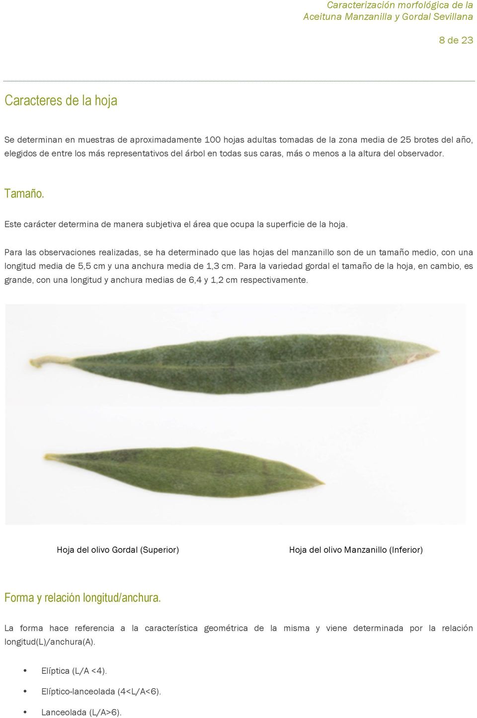 Para las observaciones realizadas, se ha determinado que las hojas del manzanillo son de un tamaño medio, con una longitud media de 5,5 cm y una anchura media de 1,3 cm.
