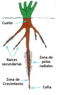 5. ESTRUCTURA GENERAL DE LAS ESPERMATOFITAS Las plantas espermatofitas presentan tres partes básicas: A. La raíz B. El tallo C. Las hojas A.