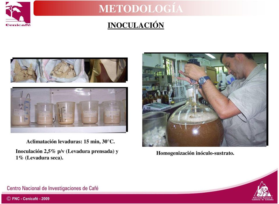 Inoculación 2,5% p/v (Levadura