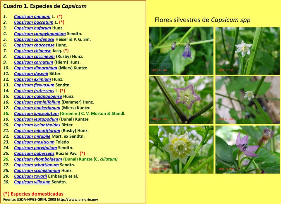 Capsicum eximium Hunz. 13. Capsicum flexuosum Sendtn. 14. Capsicum frutescens L. (*) 15. Capsicum galapagoense Hunz. 16. Capsicum geminifolium (Dammer) Hunz. 17.