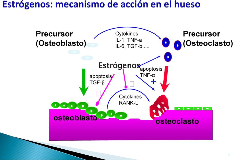 .. Precursor (Osteoclasto) Estrógenos