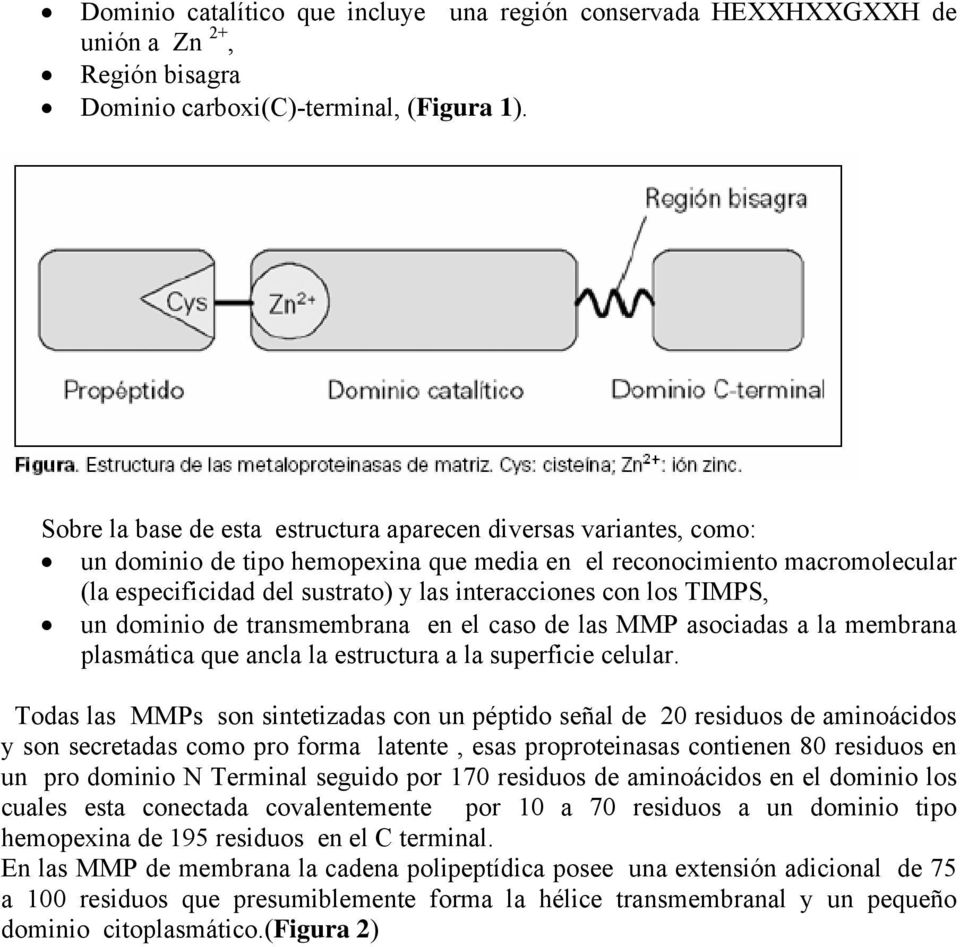 los TIMPS, un dominio de transmembrana en el caso de las MMP asociadas a la membrana plasmática que ancla la estructura a la superficie celular.
