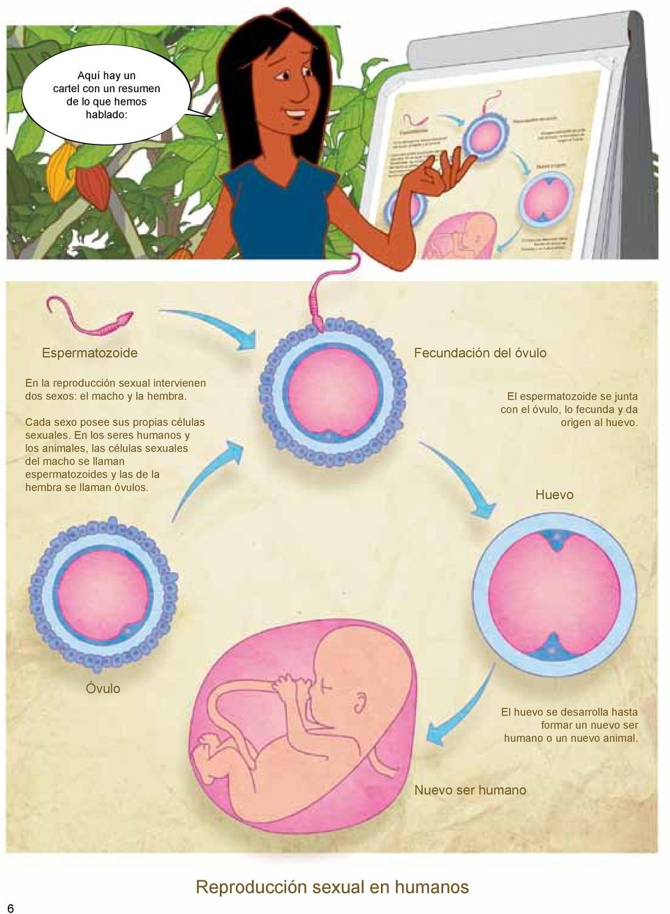 En los seres humanos y los animales, las células sexuales del macho se llaman espermatozoides y las de la hembra se llaman óvulos.