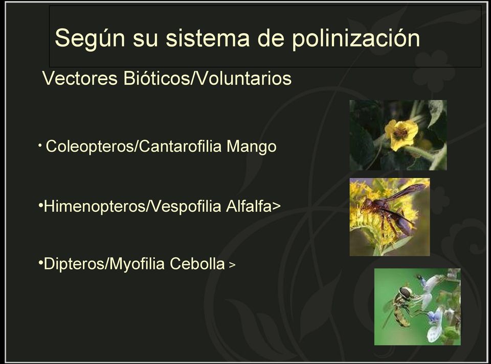 Coleopteros/Cantarofilia Mango