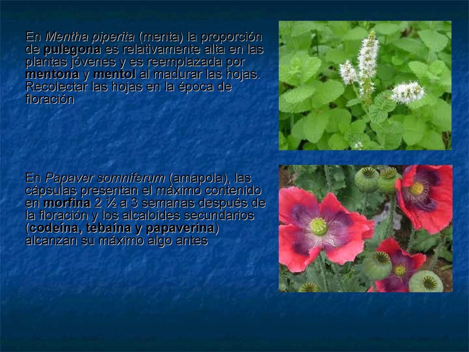 Recolectar las hojas en la época de floración En Papaver somniferum (amapola), las cápsulas presentan el