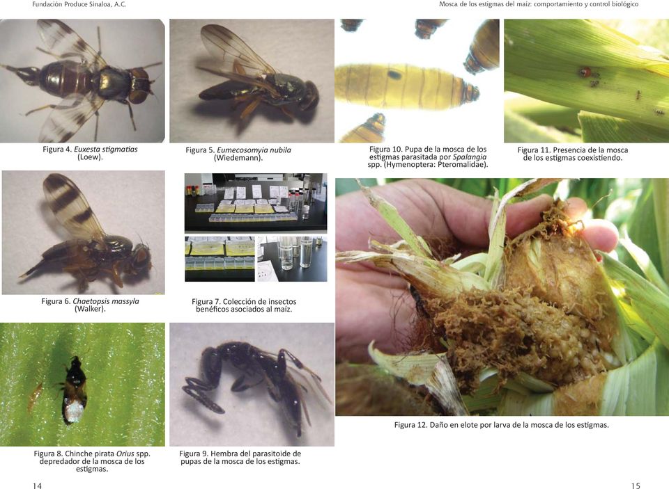 Figura 6. Chaetopsis massyla (Walker). Figura 7. Colección de insectos benéficos asociados al maíz. Figura 12.