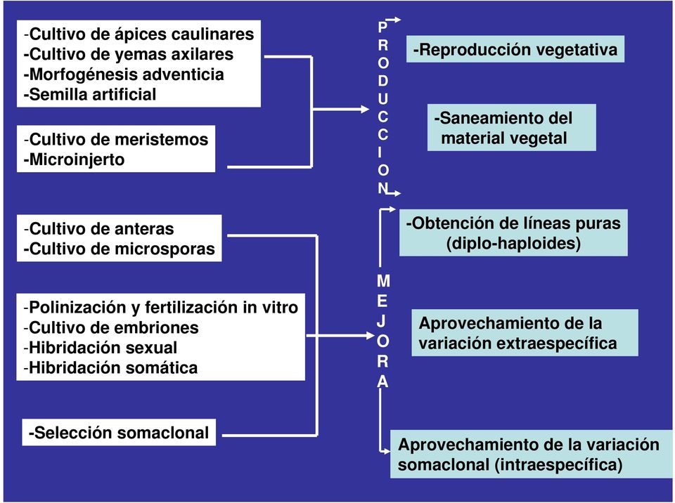 sexual -Hibridación somática P R O D U C C I O N M E J O R A -Reproducción vegetativa -Saneamiento del material vegetal -Obtención de