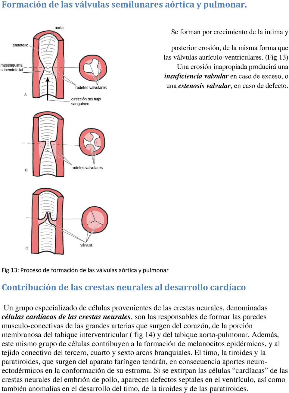 Fig 13: Proceso de formación de las válvulas aórtica y pulmonar Contribución de las crestas neurales al desarrollo cardíaco Un grupo especializado de células provenientes de las crestas neurales,