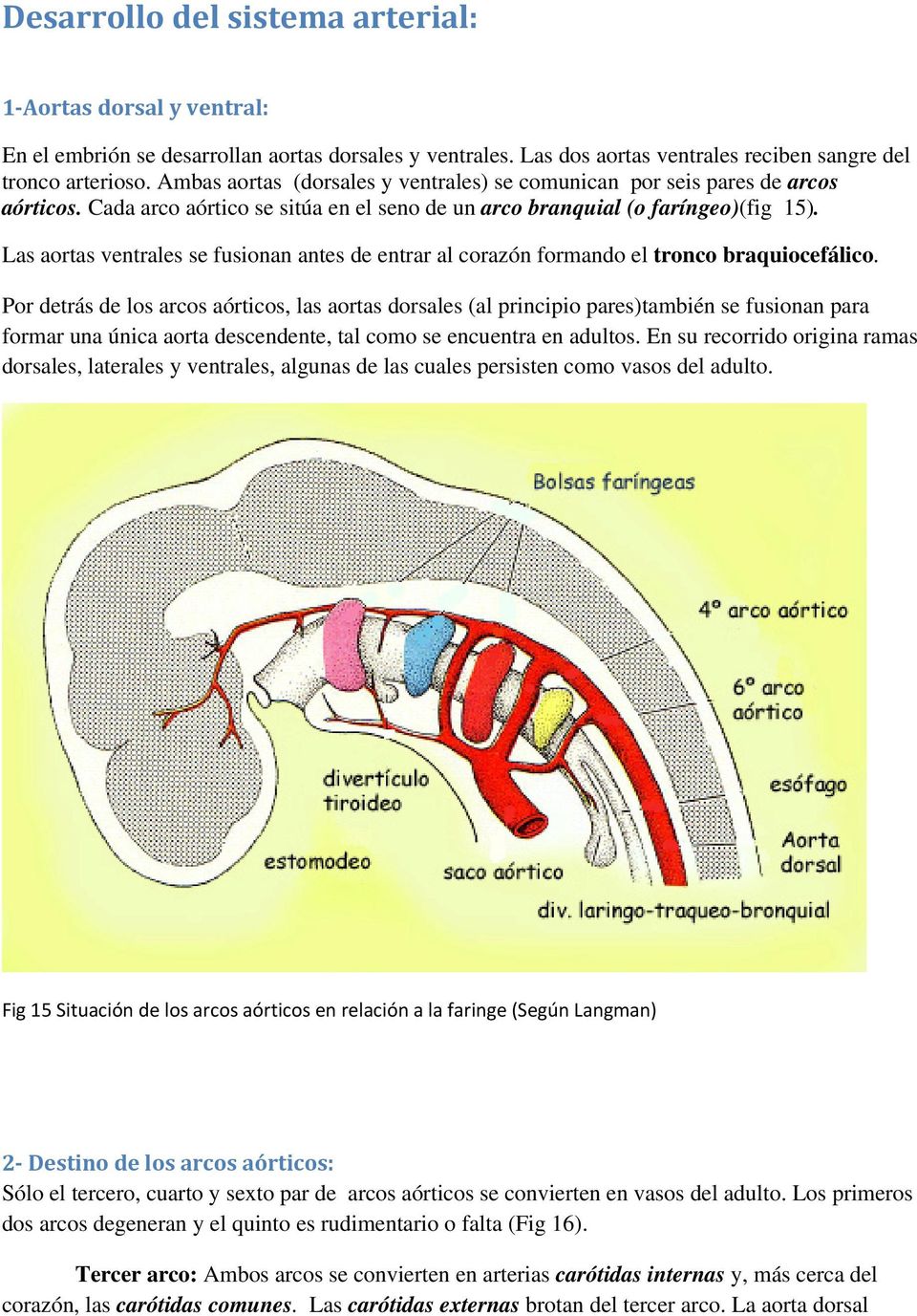 Las aortas ventrales se fusionan antes de entrar al corazón formando el tronco braquiocefálico.