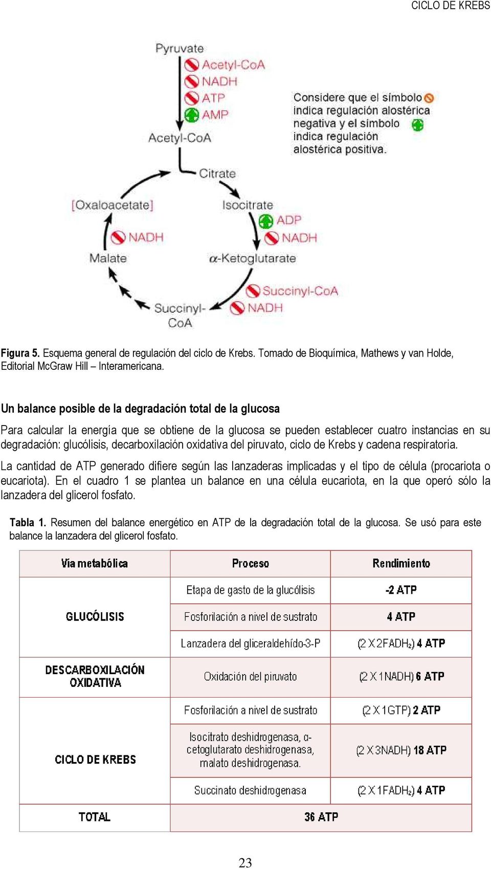 decarboxilación oxidativa del piruvato, ciclo de Krebs y cadena respiratoria. La cantidad de ATP generado difiere según las lanzaderas implicadas y el tipo de célula (procariota o eucariota).