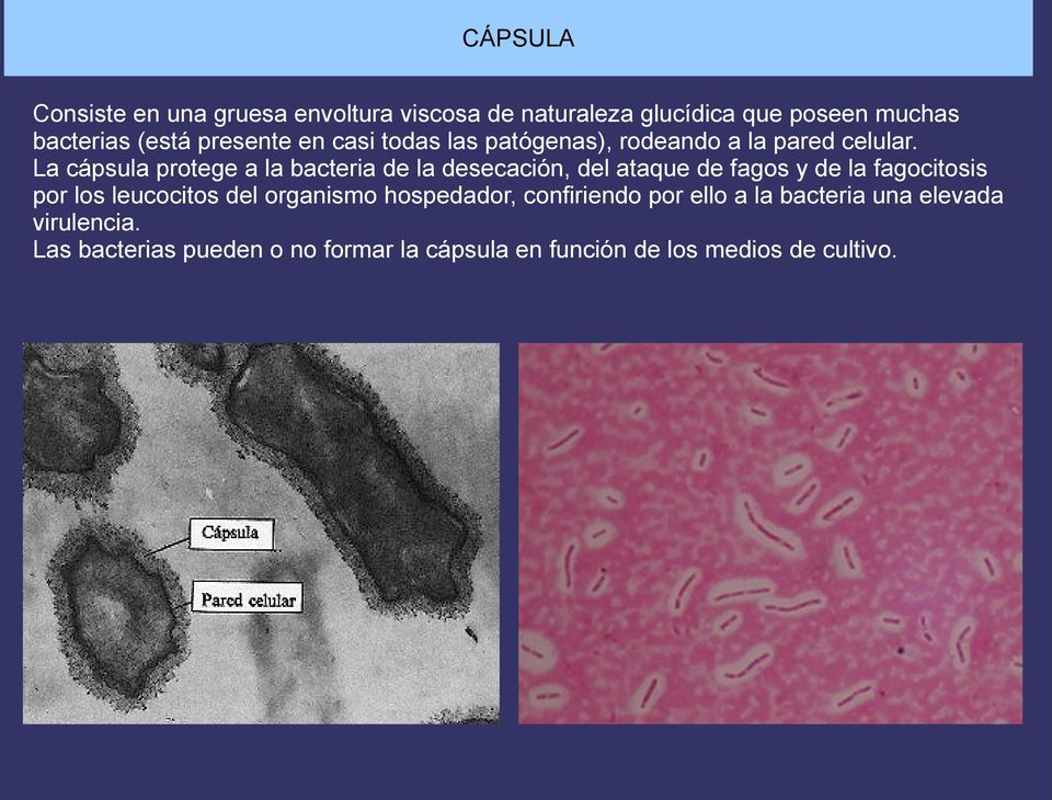 La cápsula protege a la bacteria de la desecación, del ataque de fagos y de la fagocitosis por los leucocitos