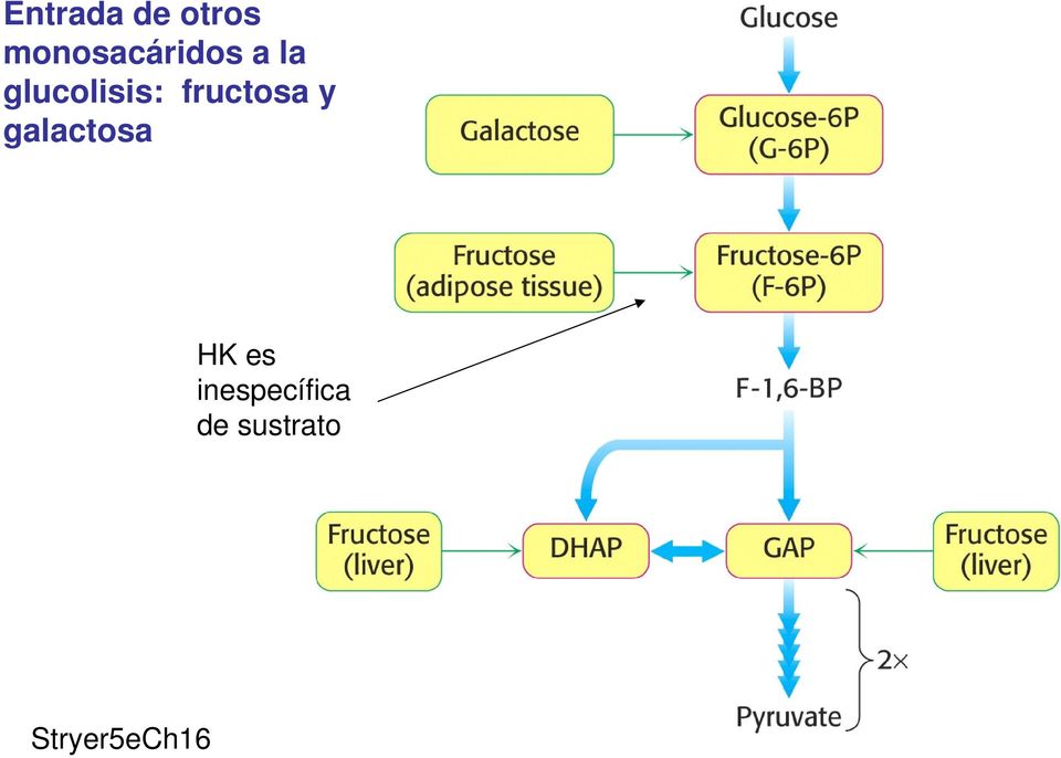 glucolisis: fructosa y