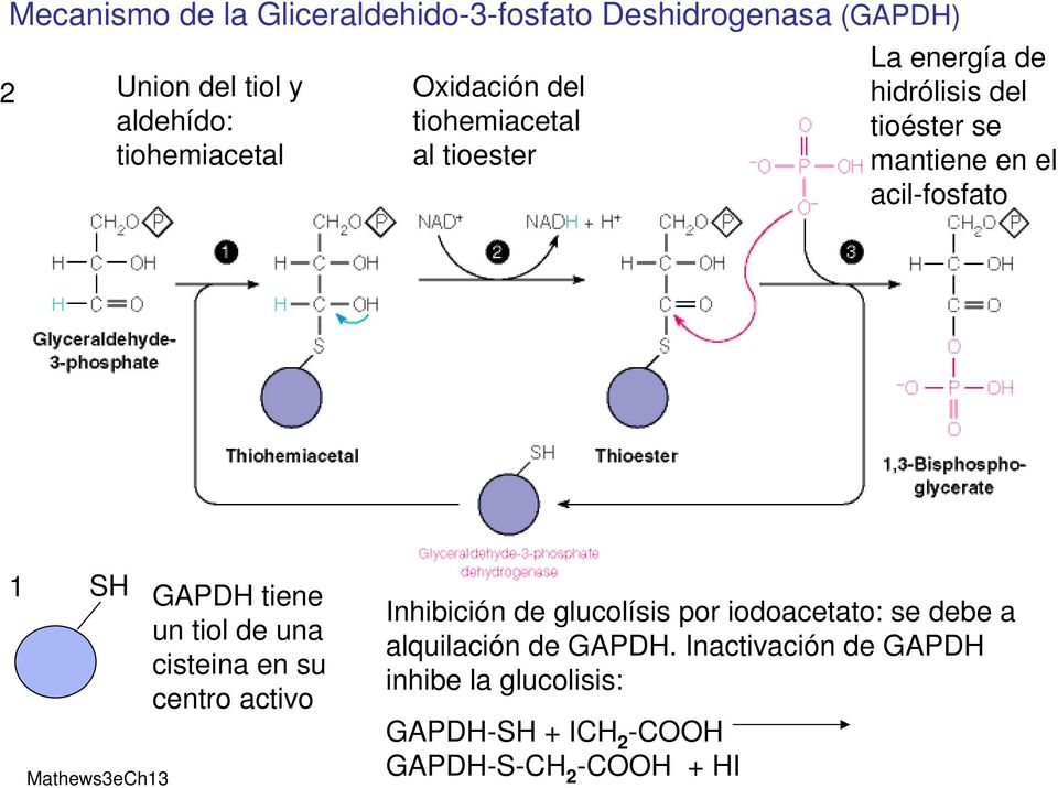 Mathews3eCh13 GAPDH tiene un tiol de una cisteina en su centro activo Inhibición de glucolísis por iodoacetato: