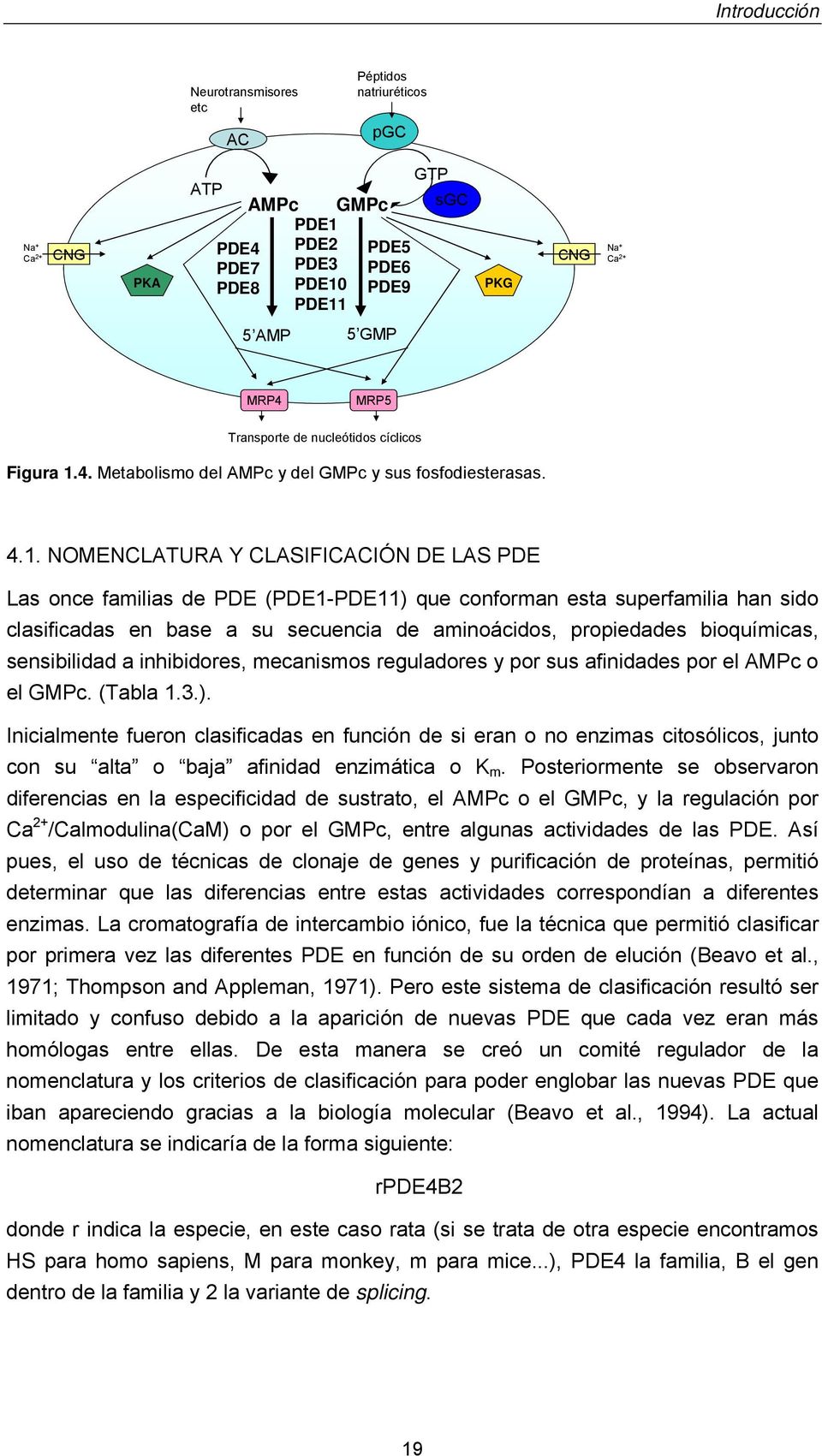 4. Metabolismo del AMPc y del GMPc y sus fosfodiesterasas. 4.1.
