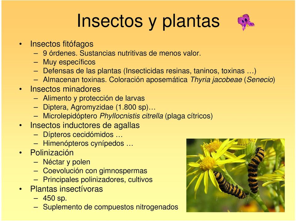 Coloración aposemática Thyria jacobeae (Senecio) Insectos minadores Alimento y protección de larvas Diptera, Agromyzidae (1.