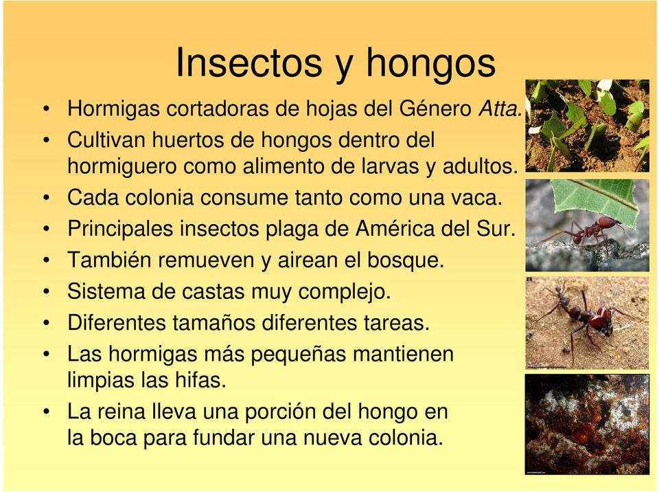 Cada colonia consume tanto como una vaca. Principales insectos plaga de América del Sur.
