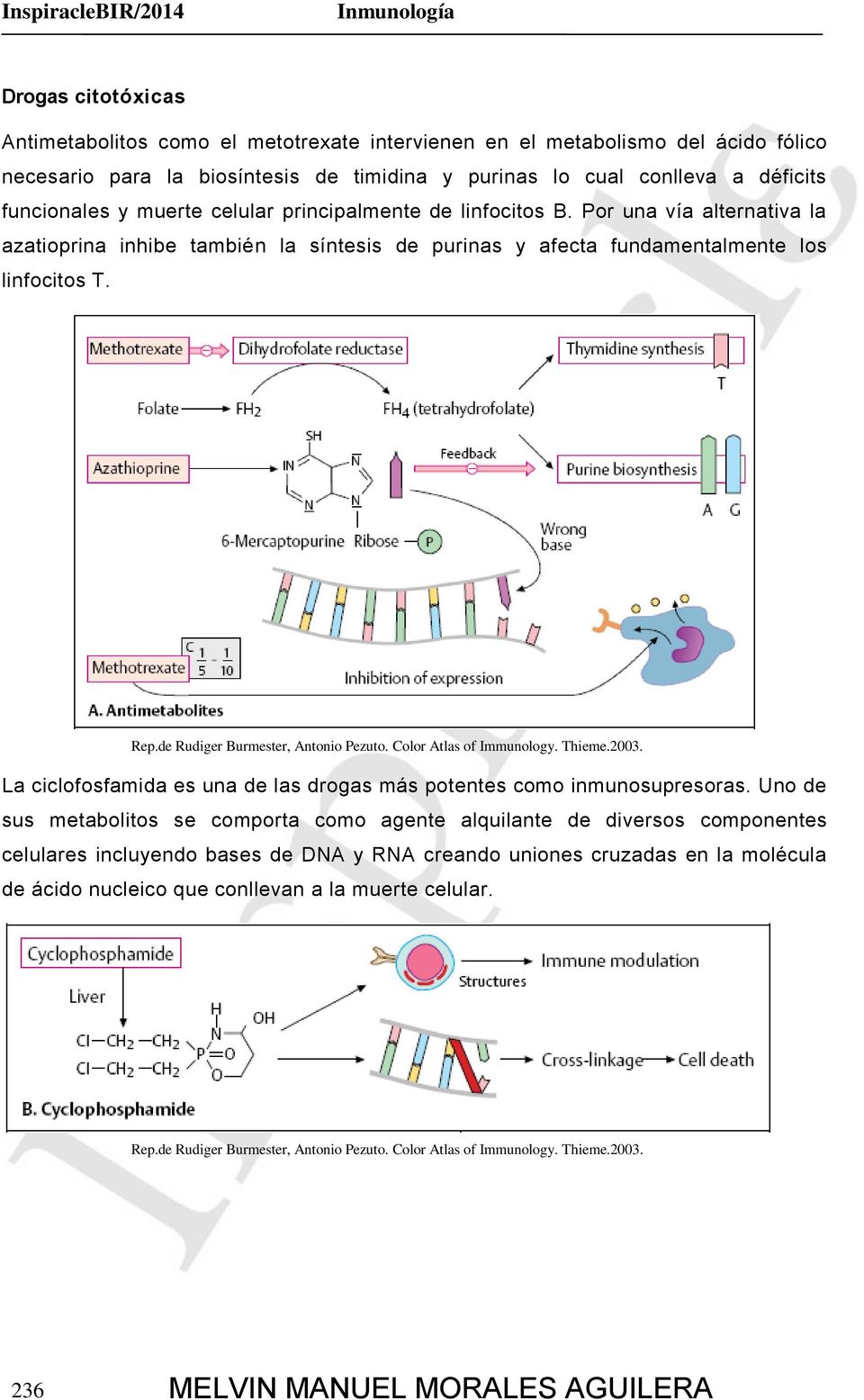 Por una vía alternativa la azatioprina inhibe también la síntesis de purinas y afecta fundamentalmente los linfocitos T. Rep.de Rudiger Burmester, Antonio Pezuto. Color Atlas of Immunology. Thieme.