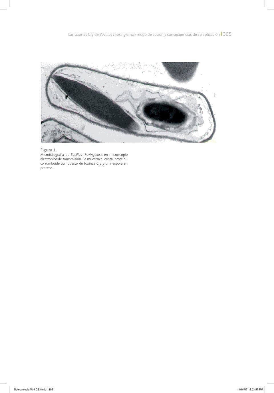 Microfotografía de Bacillus thuringiensis en microscopio electrónico de
