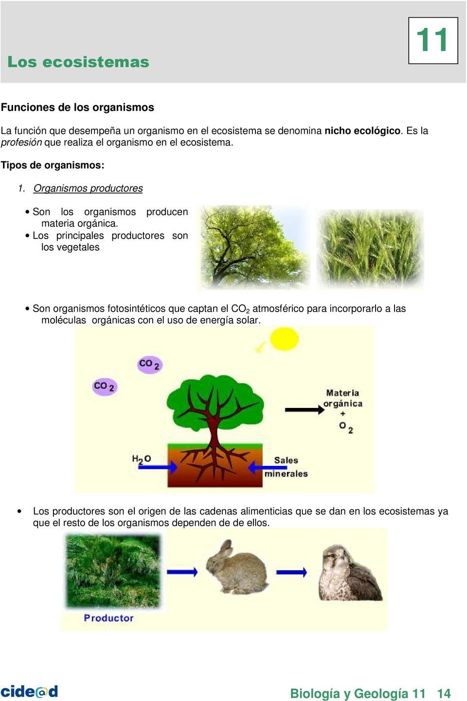 Los principales productores son los vegetales Son organismos fotosintéticos que captan el CO 2 atmosférico para incorporarlo a las moléculas orgánicas