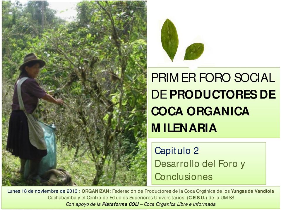 Coca Orgánica de los Yungas de Vandiola Cochabamba y el Centro de Estudios Superiores