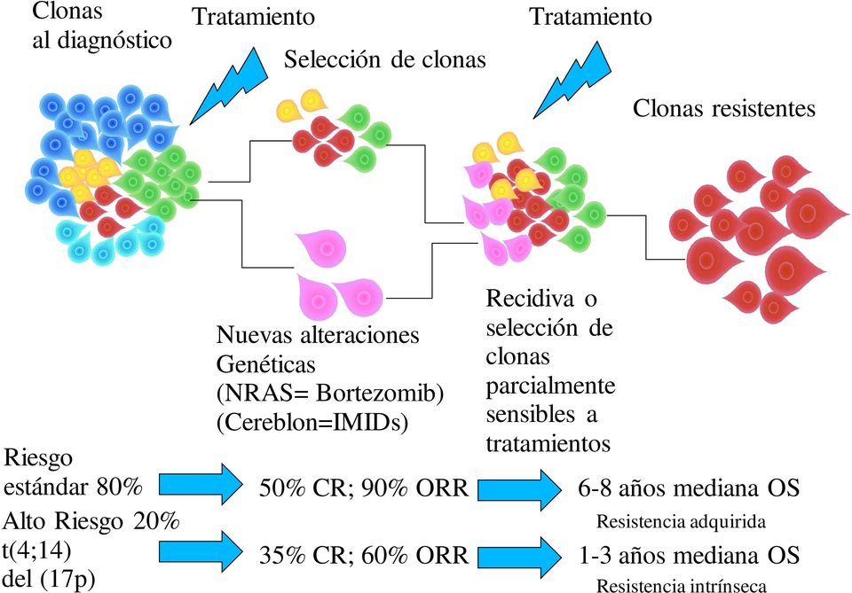 (Cereblon=IMIDs) 50% CR; 90% ORR 35% CR; 60% ORR Recidiva o selección de clonas parcialmente