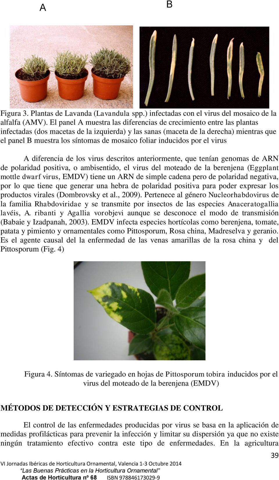 foliar inducidos por el virus A diferencia de los virus descritos anteriormente, que tenían genomas de ARN de polaridad positiva, o ambisentido, el virus del moteado de la berenjena (Eggplant mottle