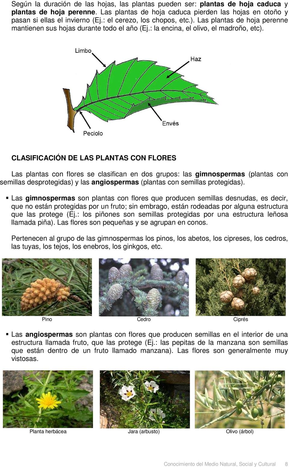 CLASIFICACIÓN DE LAS PLANTAS CON FLORES Las plantas con flores se clasifican en dos grupos: las gimnospermas (plantas con semillas desprotegidas) y las angiospermas (plantas con semillas protegidas).