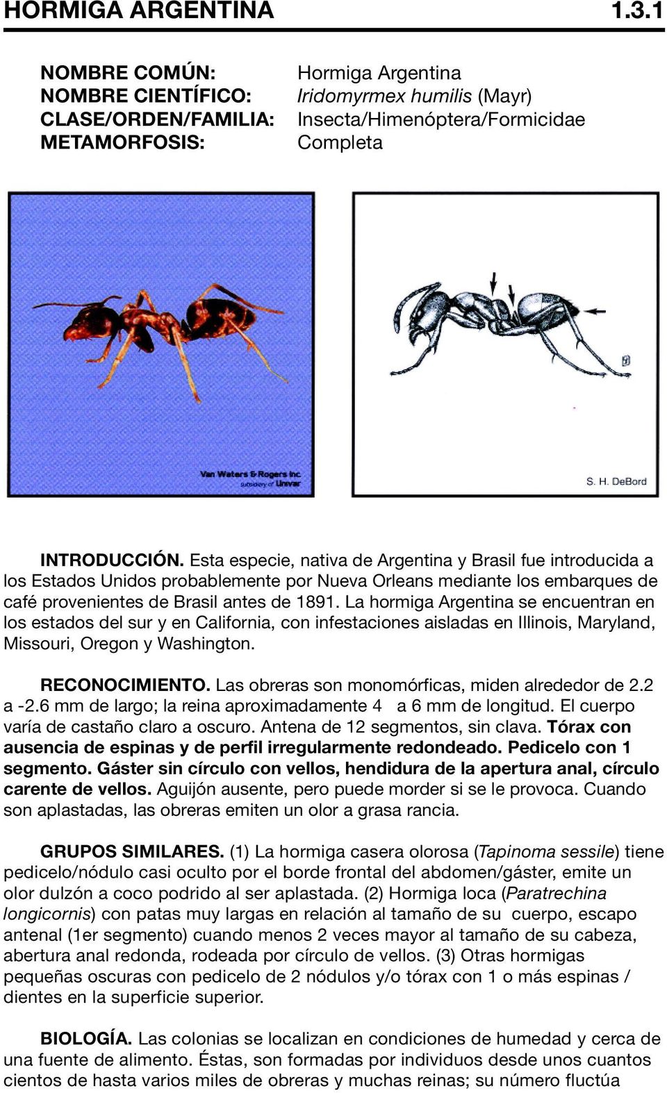 La hormiga Argentina se encuentran en los estados del sur y en California, con infestaciones aisladas en Illinois, Maryland, Missouri, Oregon y Washington. RECONOCIMIENTO.