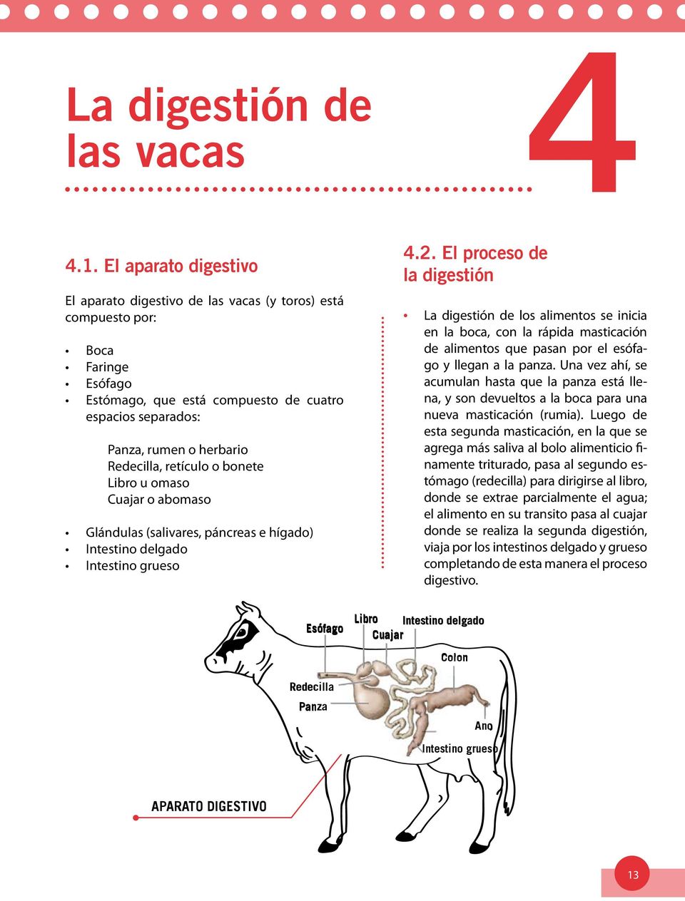 retículo o bonete Libro u omaso Cuajar o abomaso Glándulas (salivares, páncreas e hígado) Intestino delgado Intestino grueso 4.2.