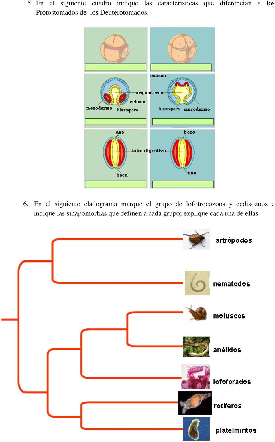 En el siguiente cladograma marque el grupo de lofotrocozoos y