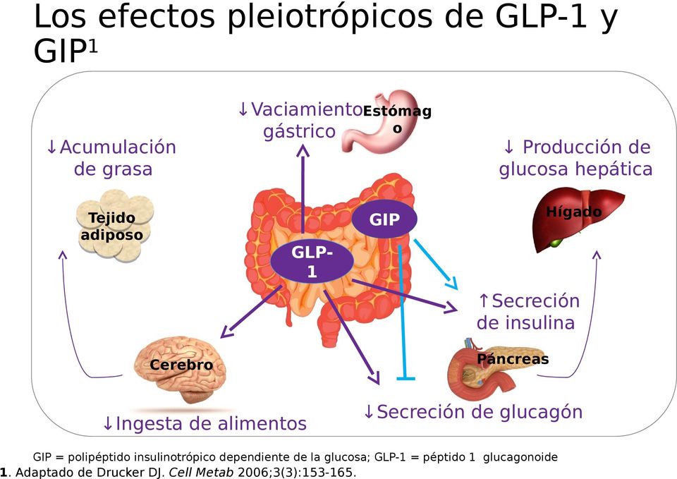 de alimentos Páncreas Secreción de glucagón GIP = polipéptido insulinotrópico dependiente de la
