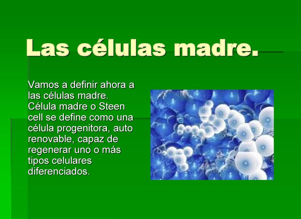 Célula madre o Steen cell se define como una