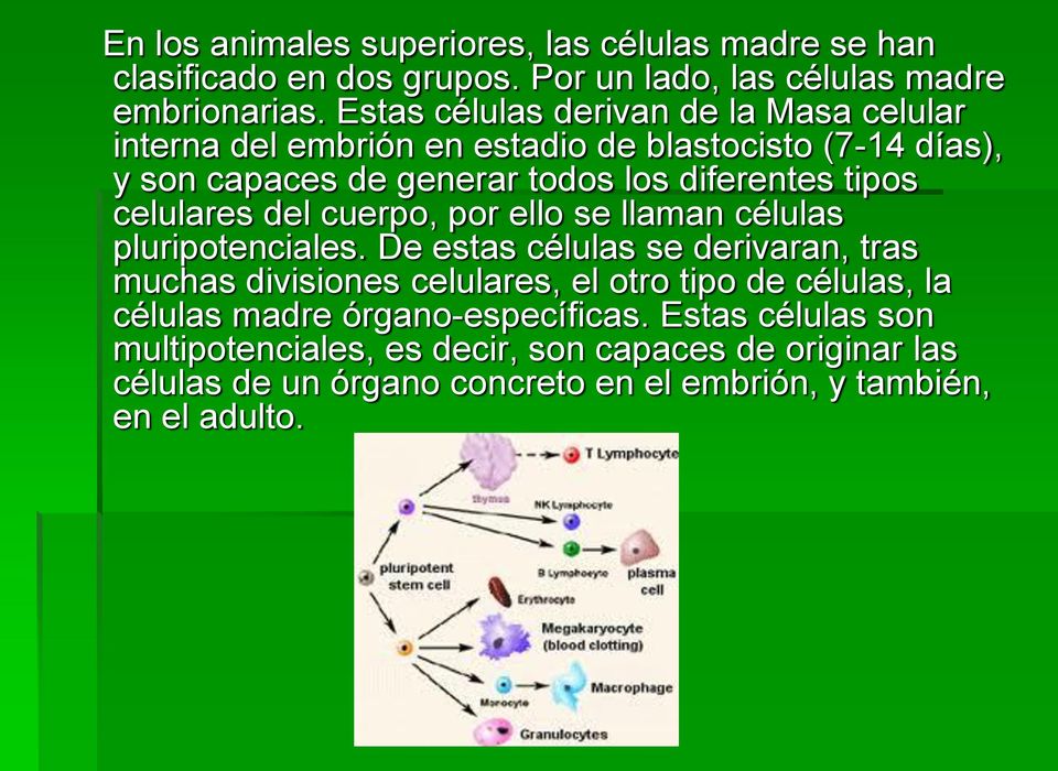 celulares del cuerpo, por ello se llaman células pluripotenciales.