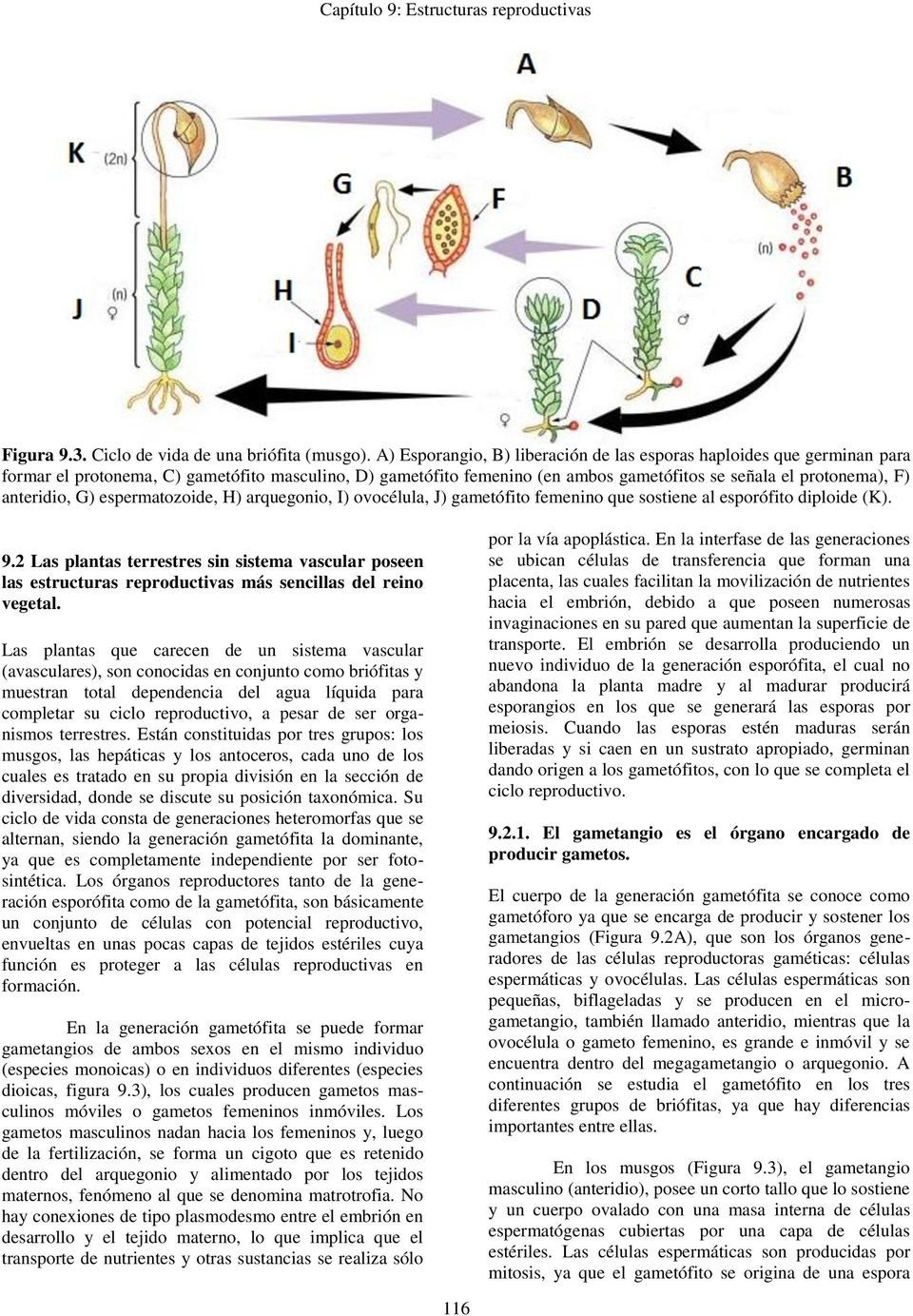 anteridio, G) espermatozoide, H) arquegonio, I) ovocélula, J) gametófito femenino que sostiene al esporófito diploide (K). 9.
