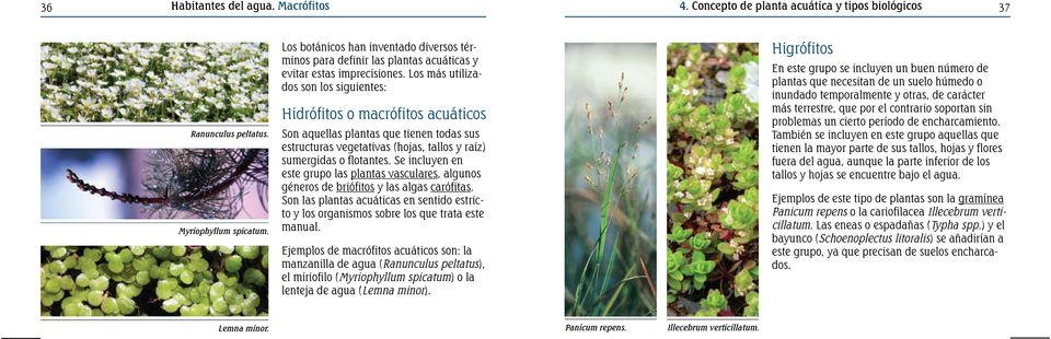 Los más utilizados son los siguientes: Hidrófitos o macrófitos acuáticos Son aquellas plantas que tienen todas sus estructuras vegetativas (hojas, tallos y raíz) sumergidas o flotantes.