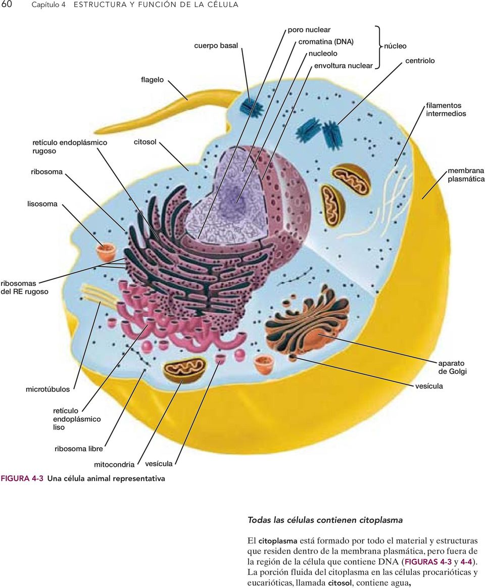 vesícula FIGURA 4-3 Una célula animal representativa Todas las células contienen citoplasma El citoplasma está formado por todo el material y estructuras que residen dentro de la