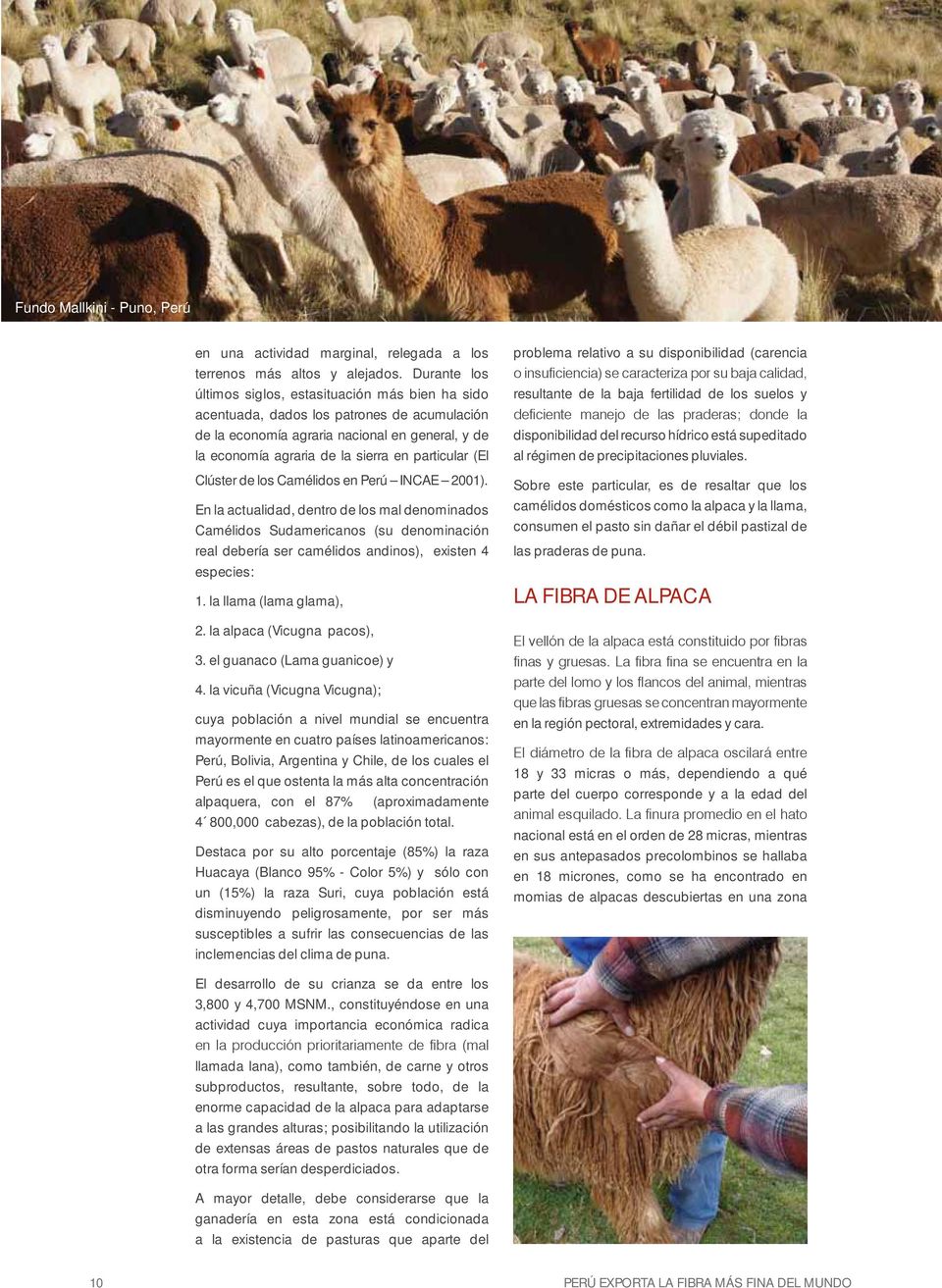 (El Clúster de los Camélidos en Perú INCAE 2001). En la actualidad, dentro de los mal denominados Camélidos Sudamericanos (su denominación real debería ser camélidos andinos), existen 4 especies: 1.