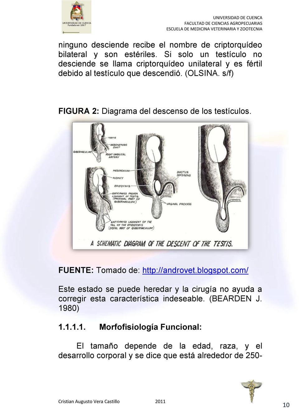 s/f) FIGURA 2: Diagrama del descenso de los testículos. FUENTE: Tomado de: http://androvet.blogspot.
