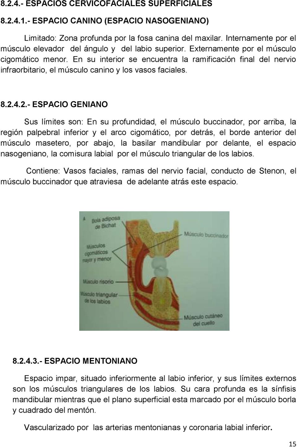 En su interior se encuentra la ramificación final del nervio infraorbitario, el músculo canino y los vasos faciales. 8.2.