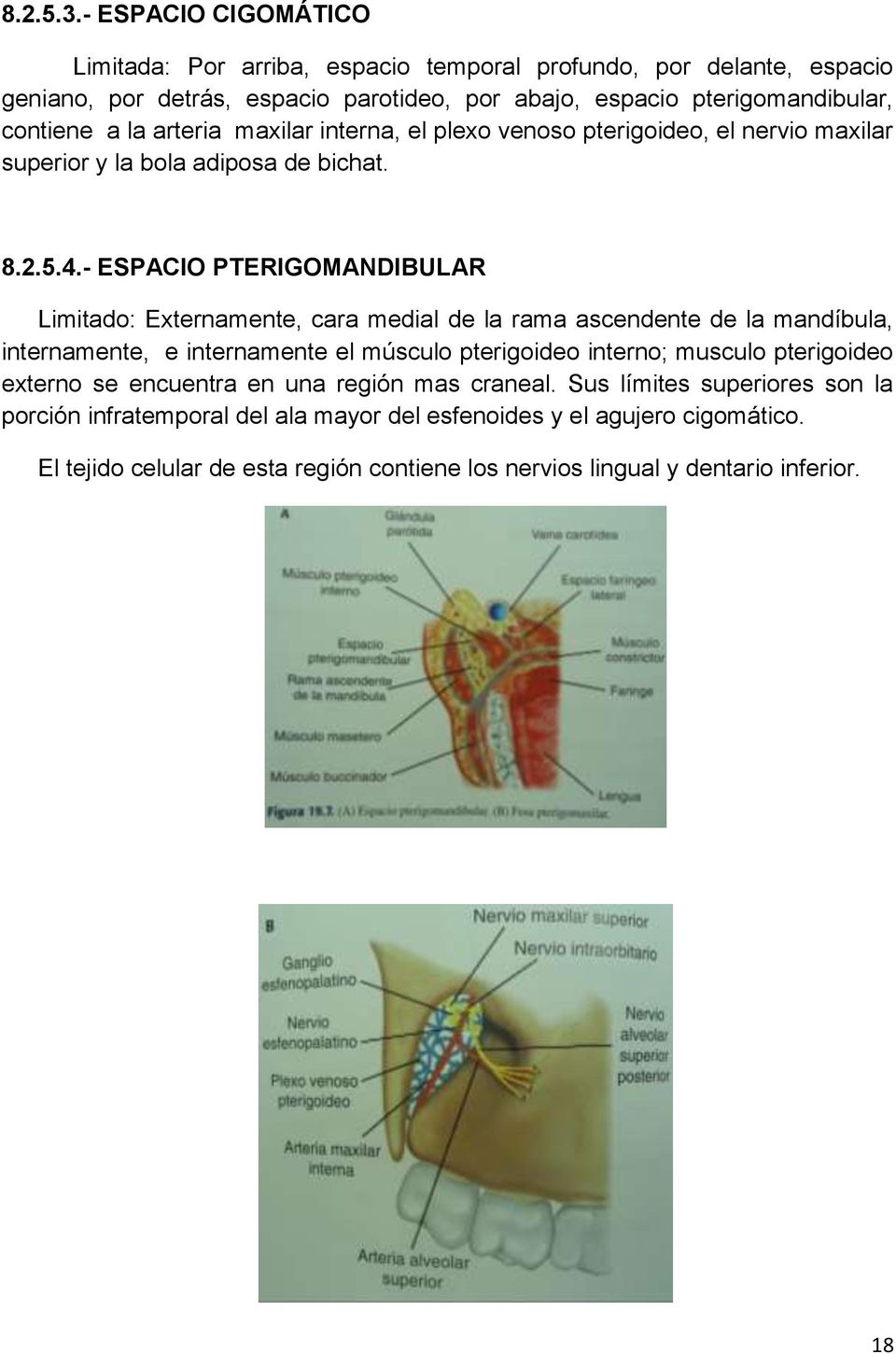 arteria maxilar interna, el plexo venoso pterigoideo, el nervio maxilar superior y la bola adiposa de bichat. 8.2.5.4.