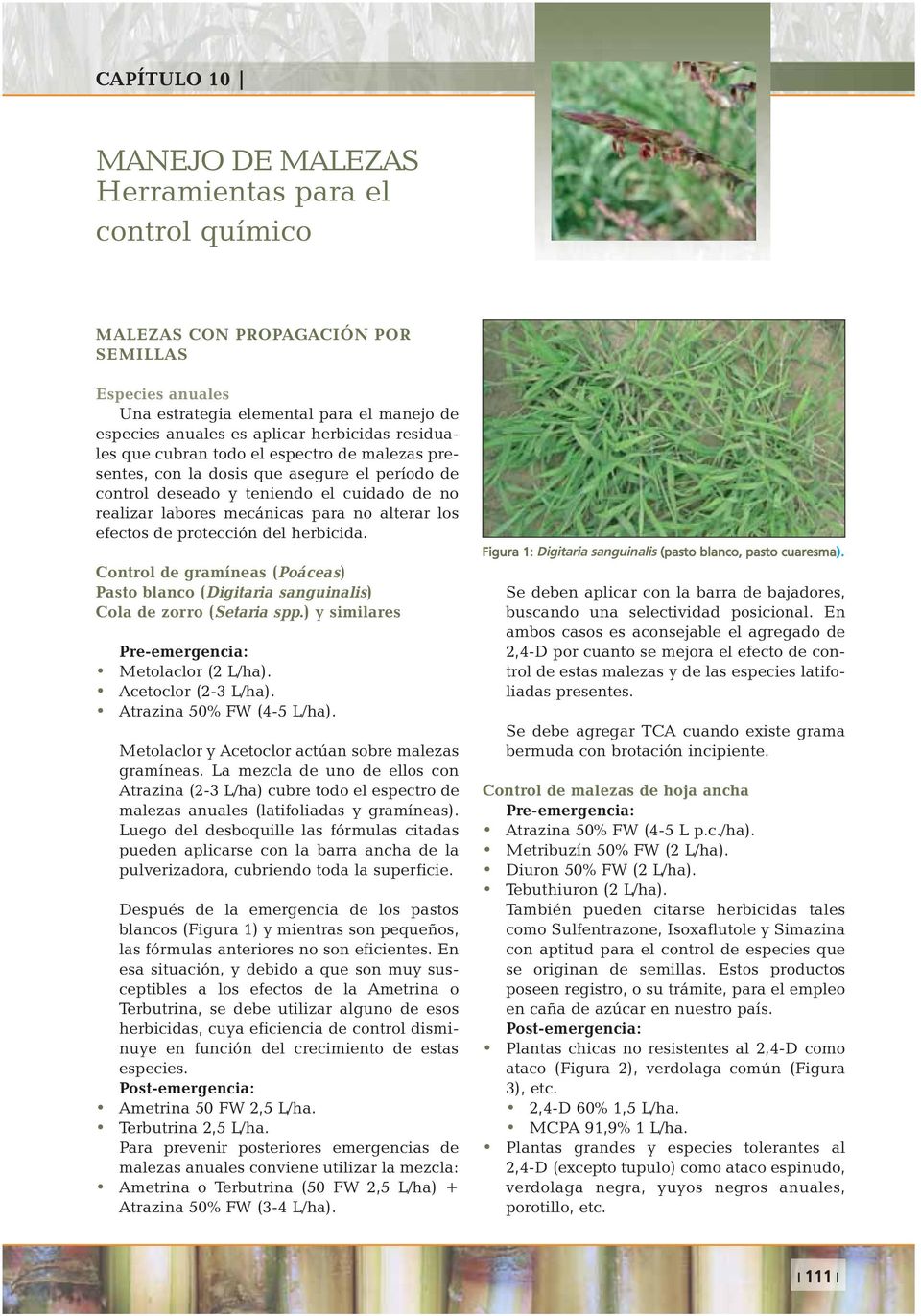 los efectos de protección del herbicida. Control de gramíneas (Poáceas) Pasto blanco (Digitaria sanguinalis) Cola de zorro (Setaria spp.) y similares Metolaclor (2 L/ha). Acetoclor (2-3 L/ha).