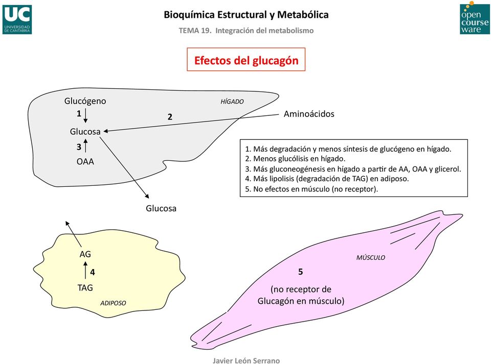 Más gluconeogénesis en hígado a parfr de AA, OAA y glicerol. 4.