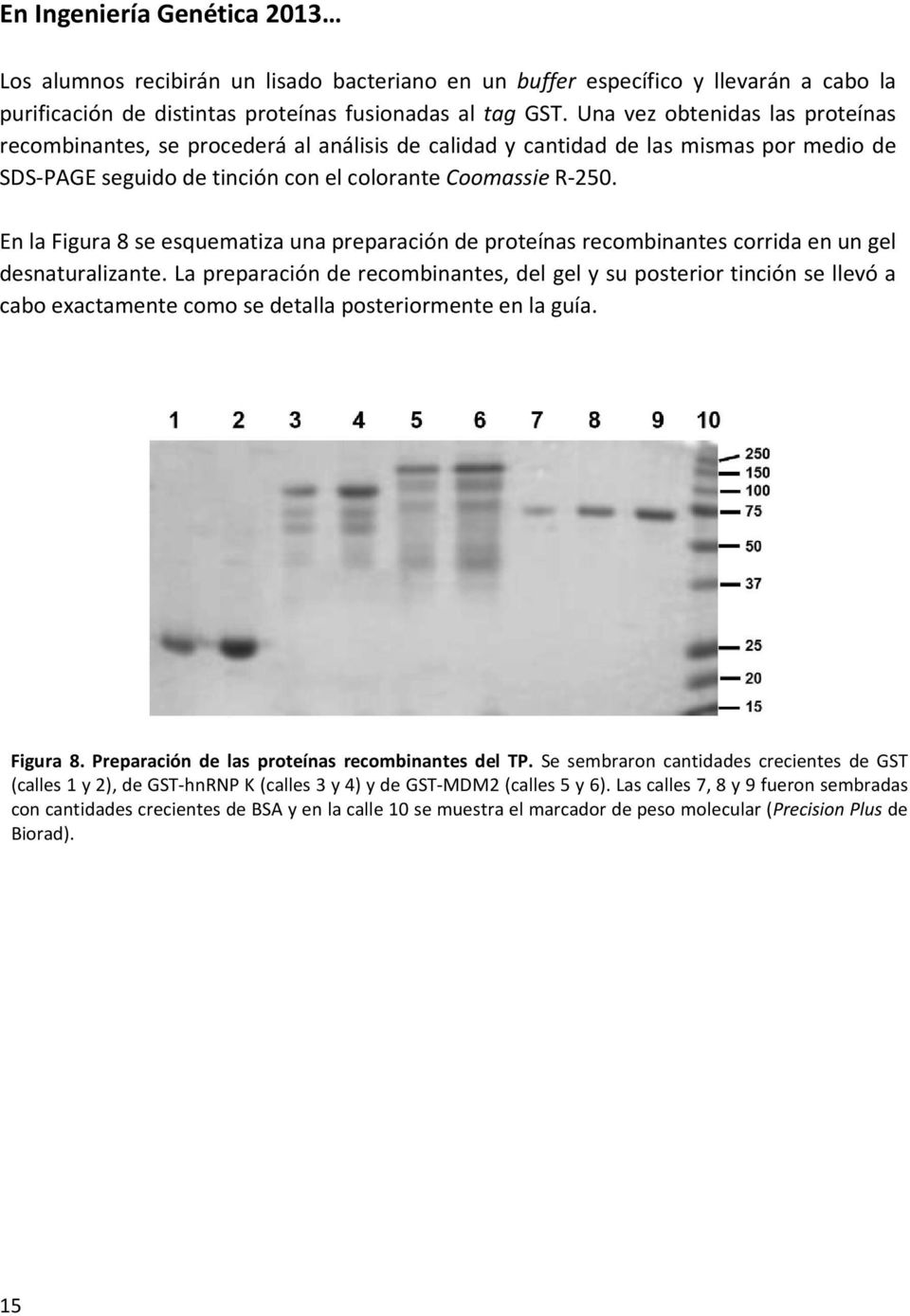 En la Figura 8 se esquematiza una preparación de proteínas recombinantes corrida en un gel desnaturalizante.