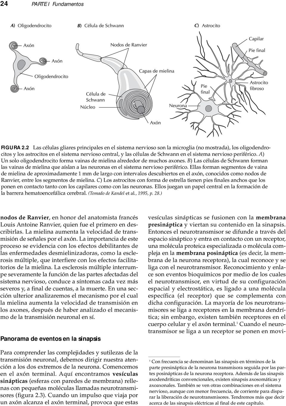 nervioso periférico. A) Un solo oligodendrocito forma vainas de mielina alrededor de muchos axones.
